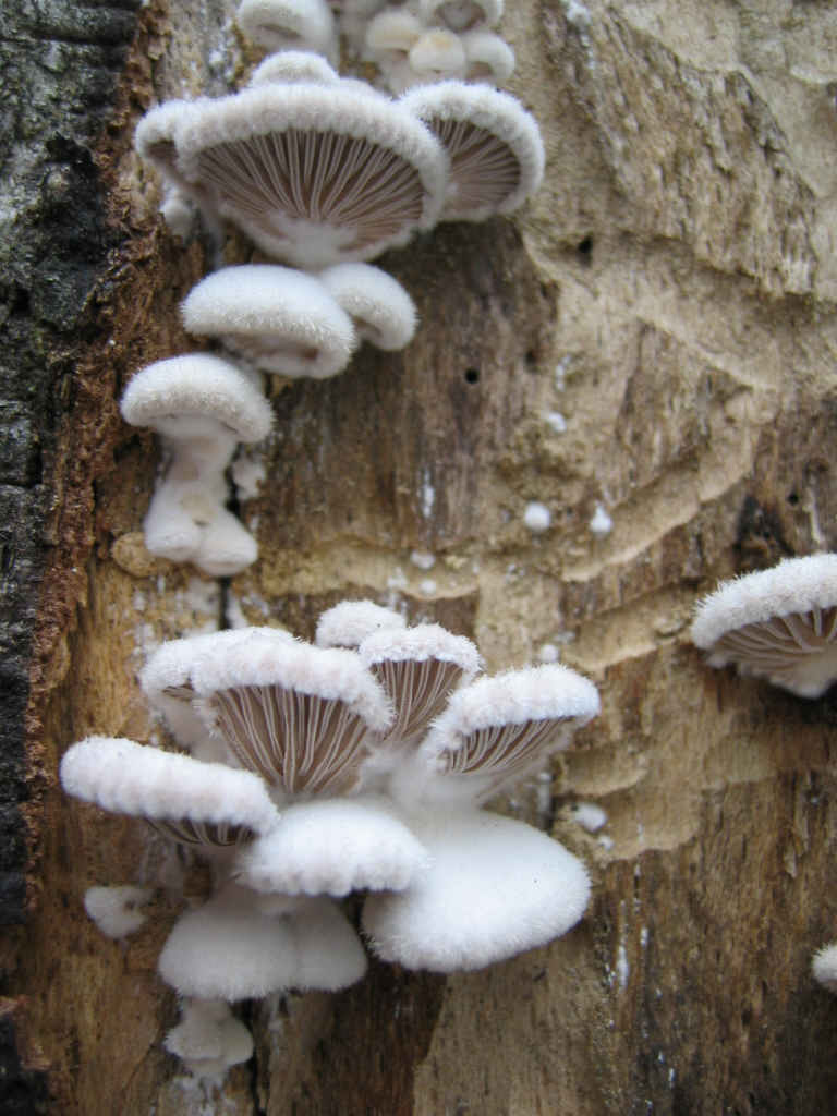 2005 :  Un anno di funghi